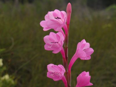 Watsonia coccinea, photographed by Jeremy Gilmore