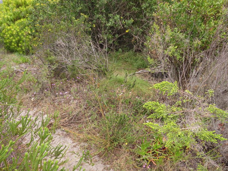Muraltia thymifolia, photographed by Jeremy Gilmore