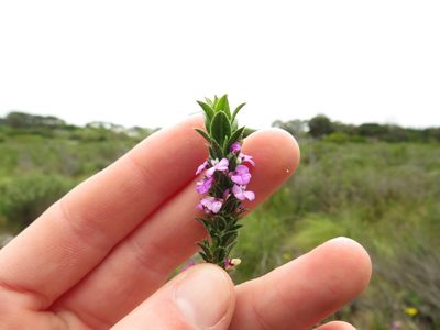 Muraltia thymifolia, photographed by Jeremy Gilmore