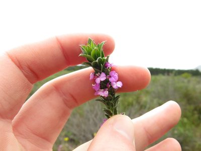 Muraltia thymifolia, photographed by Jeremy Gilmore