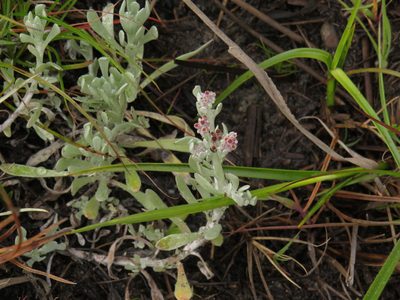 Vellereophyton dealbatum, photographed by Jeremy Gilmore