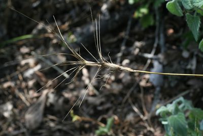 Aegilops triuncialis, photographed by Oleg Kosterin