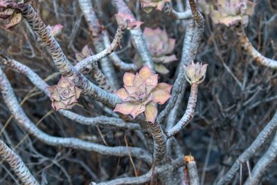 Aeonium percarneum, photographed by Thibaud Aronson