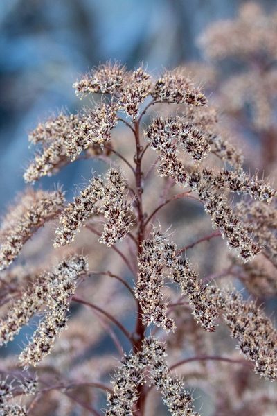 Aeonium percarneum, photographed by Thibaud Aronson