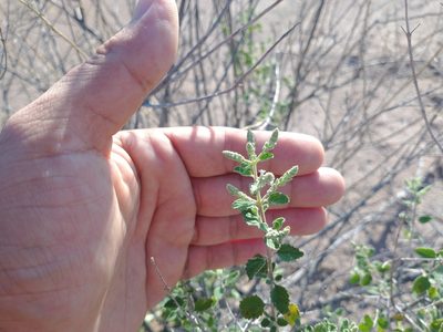 Aloysia wrightii, photographed by Alejandro Sigala Chávez