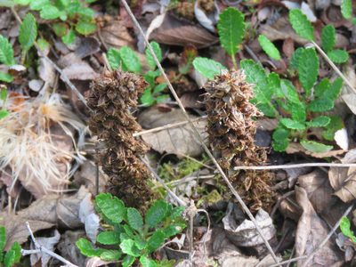 Boschniakia rossica, photographed by Erin Springinotic