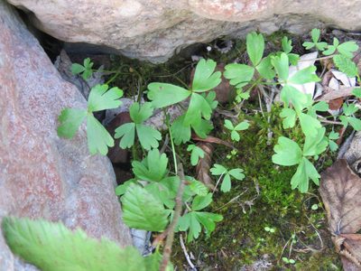 Anemone parviflora, photographed by Erin Springinotic