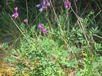 Hedysarum boreale, photographed by Erin Springinotic