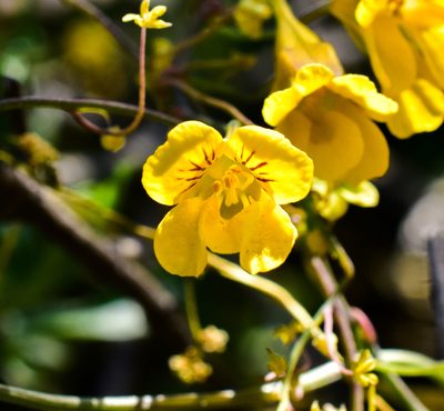Tropaeolum brachyceras, photographed by Nicolás Villaseca Merino