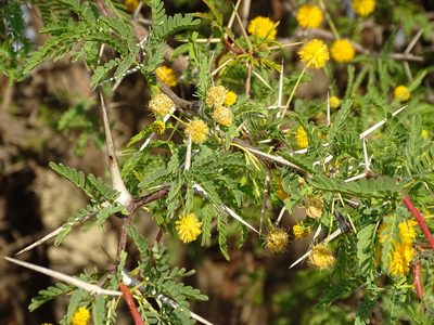 Vachellia erioloba, photographed by Shaun Swanepoel