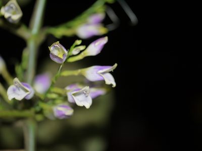 Gymnostachyum warrierianum, photographed by Dinesh Valke