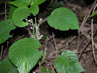 Gymnostachyum warrierianum, photographed by Dinesh Valke