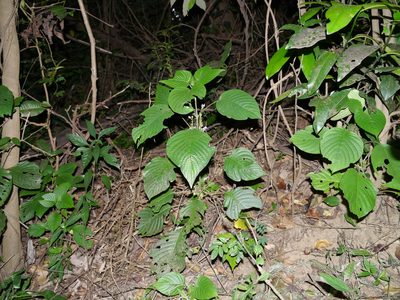Gymnostachyum warrierianum, photographed by Dinesh Valke