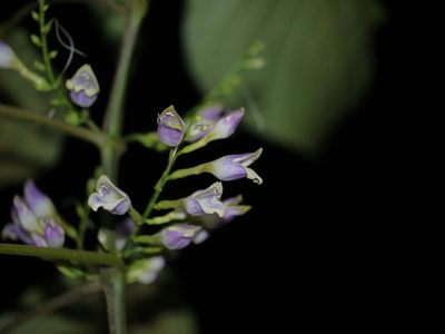 Gymnostachyum warrierianum, photographed by Dinesh Valke
