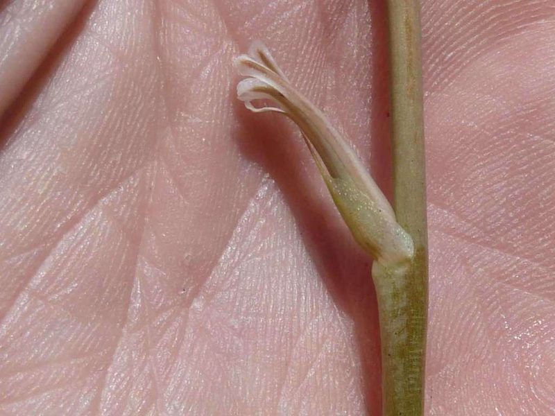 Aloe jeppeae, photographed by Andrew Hankey