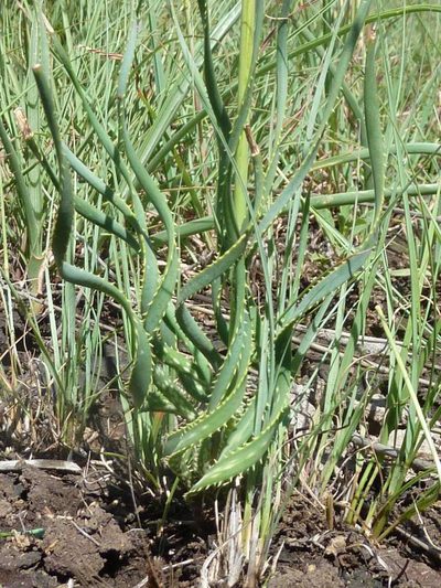 Aloe jeppeae, photographed by Andrew Hankey