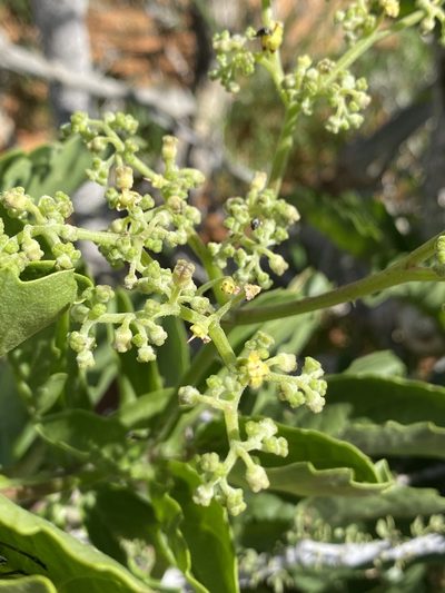 Cyphostemma congestum, photographed by Dave U