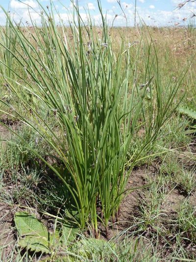 Hypoxis longifolia, photographed by Andrew Hankey