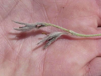 Hypoxis longifolia, photographed by Andrew Hankey