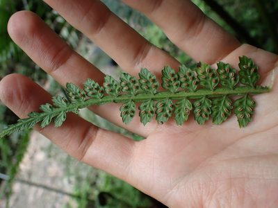 Eupodium pittieri, photographed by Skjold Søndergaard