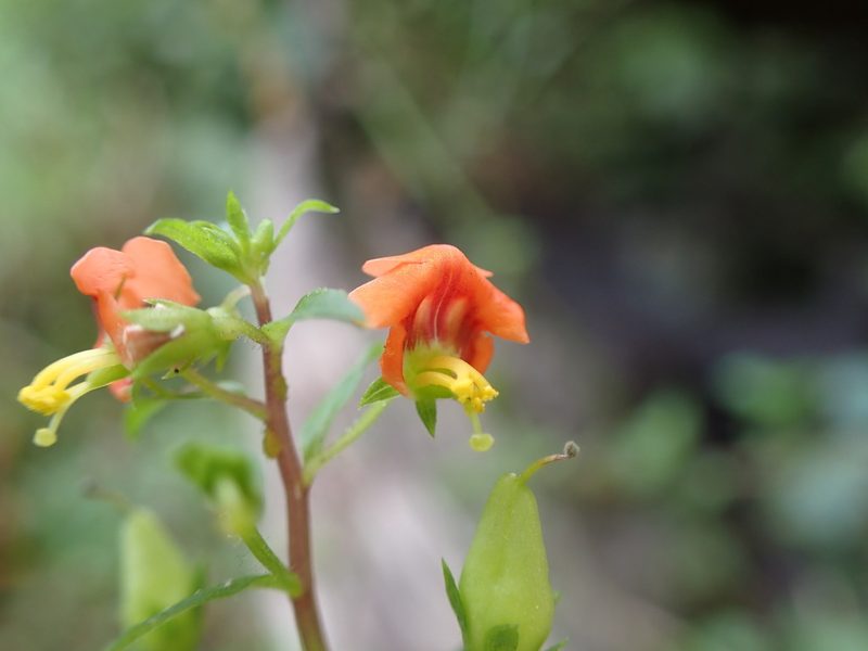 Alonsoa acutifolia, photographed by Skjold Søndergaard