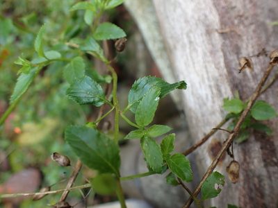 Alonsoa acutifolia, photographed by Skjold Søndergaard