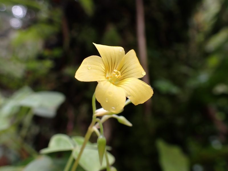 Oxalis medicaginea, photographed by Skjold Søndergaard
