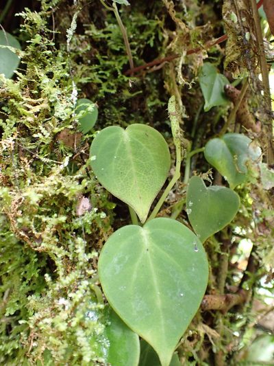 Peperomia maransara, photographed by Skjold Søndergaard