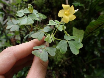 Oxalis medicaginea, photographed by Skjold Søndergaard