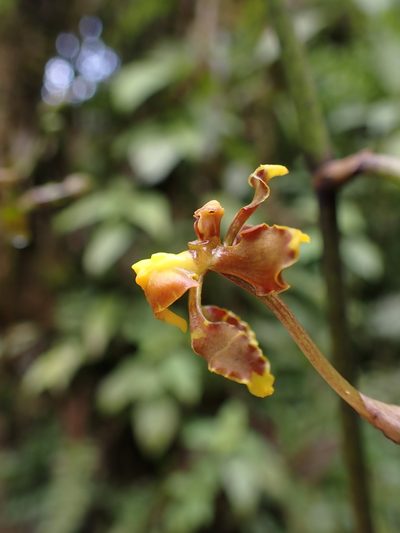 Cyrtochilum cimiciferum, photographed by Skjold Søndergaard