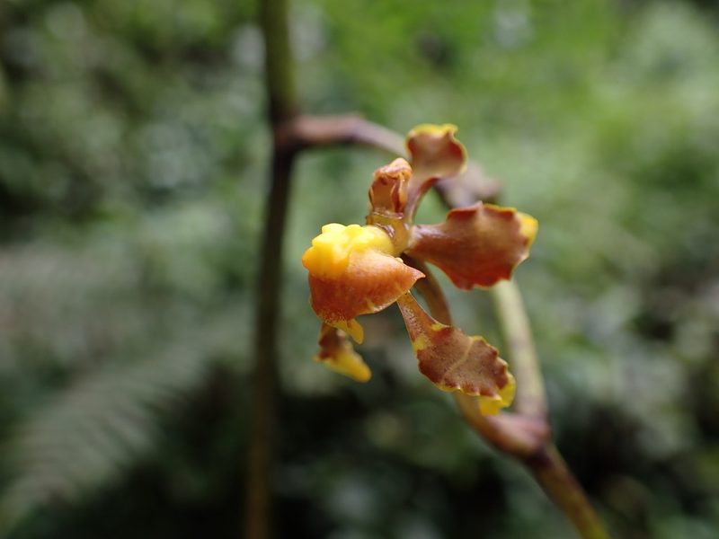 Cyrtochilum cimiciferum, photographed by Skjold Søndergaard