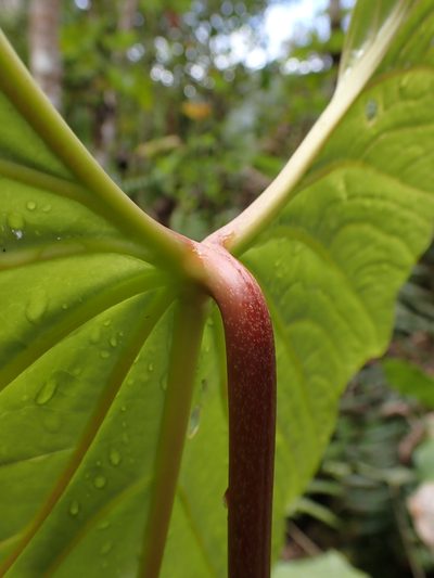 Anthurium nigrescens, photographed by Skjold Søndergaard