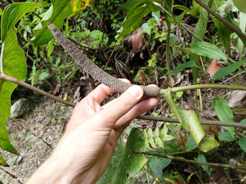 Anthurium nigrescens, photographed by Skjold Søndergaard
