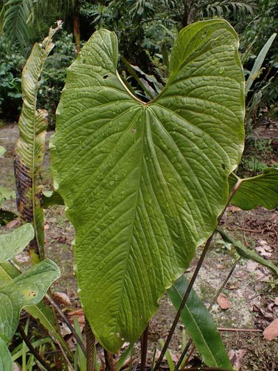 Anthurium nigrescens, photographed by Skjold Søndergaard