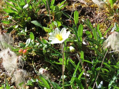 Dryas integrifolia, photographed by Erin Springinotic