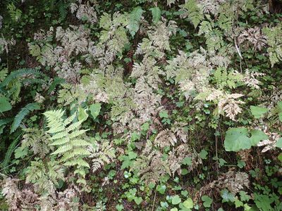 Gymnocarpium disjunctum, photographed by Lindsey K. Wise