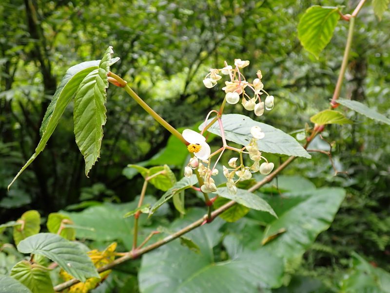 Begonia peruviana, photographed by Skjold Søndergaard