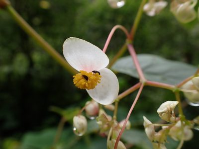 Begonia peruviana, photographed by Skjold Søndergaard