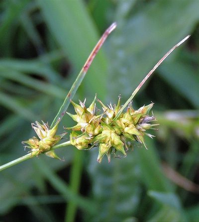 Carex bonariensis, photographed by Hugo Hulsberg