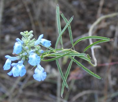 Salvia azurea, photographed by saltyhiker