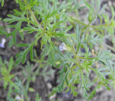 Leucospora multifida, photographed by saltyhiker