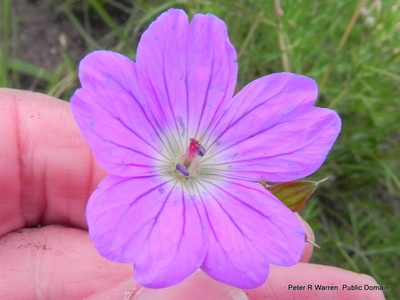Geranium multisectum, photographed by Peter Warren