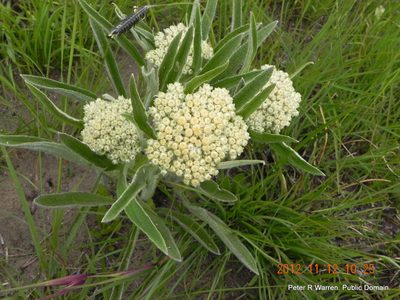 Helichrysum pallidum, photographed by Peter Warren