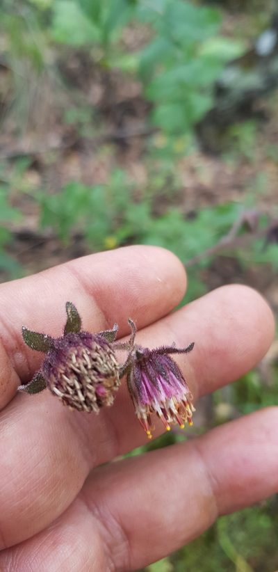 Axiniphyllum scabrum, photographed by Eugenio Padilla