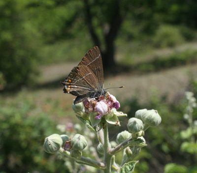 Rubus creticus, photographed by Oleg Kosterin
