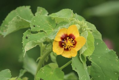 Abutilon hirtum, photographed by Haneesh K M
