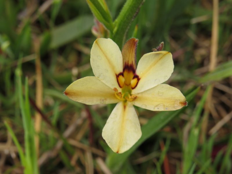 Wachendorfia brachyandra, photographed by Jeremy Gilmore