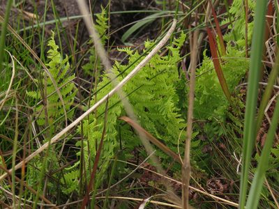 Thelypteris confluens, photographed by Jeremy Gilmore