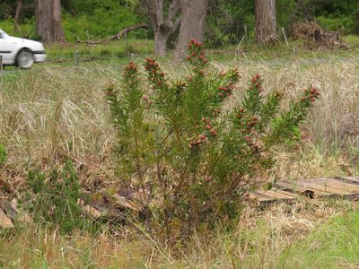 Leucadendron macowanii, photographed by Jeremy Gilmore
