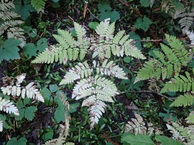 Gymnocarpium disjunctum, photographed by Lindsey K. Wise